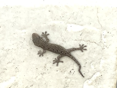 75C0F022-C3BD-4ED2-A4EE-B00234B32EF5