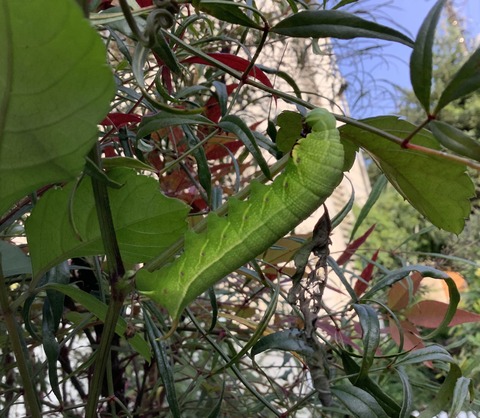 64CE616C-8D7E-41EB-92D5-92C7B4CDCB04