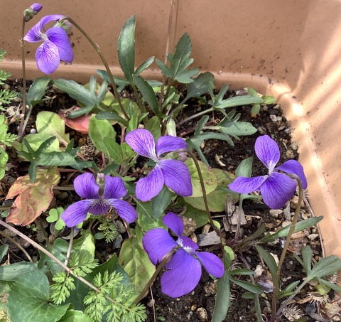 B8EB95ED-77ED-46DB-8DE5-77887742B9E5