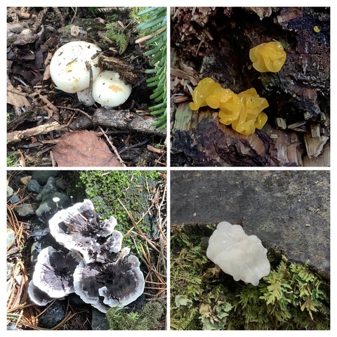 85FF82D1-2FC5-40F5-9F75-C1404E63BDDA-COLLAGE