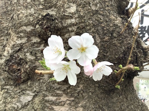 2527E8D7-1B55-45F3-AF9E-C831B1B83E91