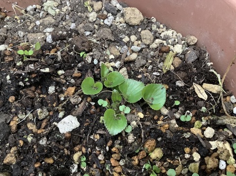 B6F81AC2-7B45-4D74-9D80-03A2B905BFBE