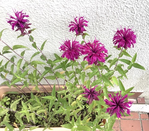 04A0ABD2-EB7B-4F3F-8258-B7744489BB2E