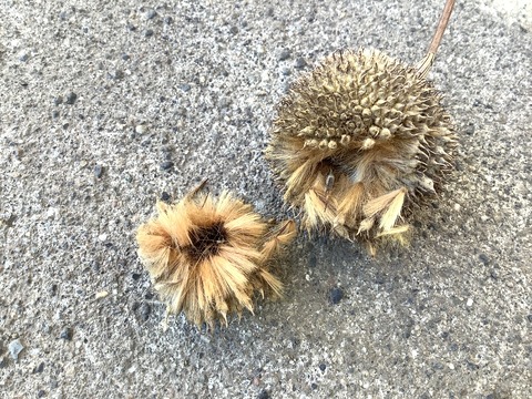 F1A6E451-B790-431A-B147-7D2F004A46BE