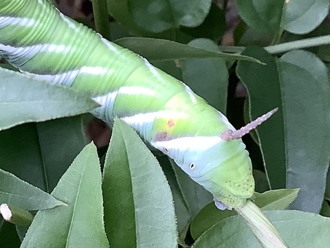 E9A66DAE-9A9A-4E97-86A4-386DB470BD2A