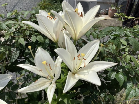 C2389E1B-149C-4757-B164-5E7E3551DF8E