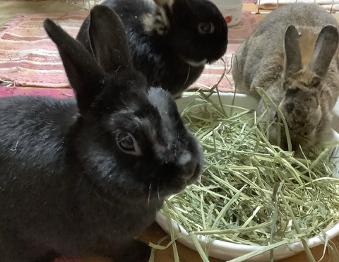 D21B94EB-5A14-49D4-B5C9-42D5E66F28C6