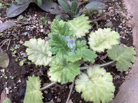 1BBFF57A-1C62-42FF-B559-5A41B8DCAB53