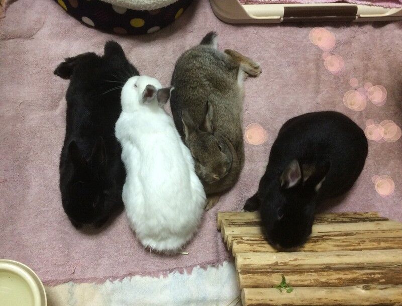 わーい雑草 うさぎたちと野咲百合花 のさきゆりか の閑かな暮らし