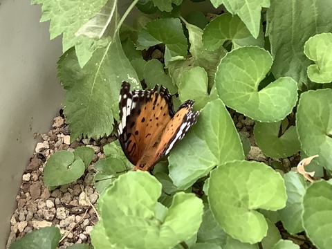 8CA2610C-9535-4D7D-A7D3-C96873CB665E