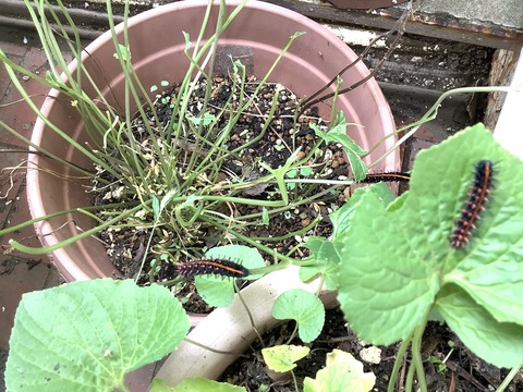 636BE602-A35F-43B4-A6B5-BC19B6BBB496