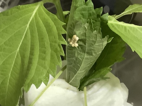 6E5260BB-B607-427F-AAFF-8D4E526623E5