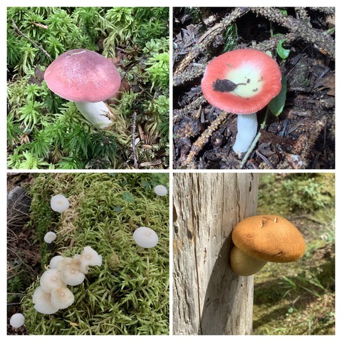 B9834BB7-B60B-45E4-A88F-7378F1C0FD72-COLLAGE