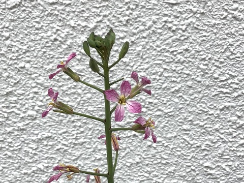 6C5256A7-CC29-41D4-8FAB-786B6A7FDEE7