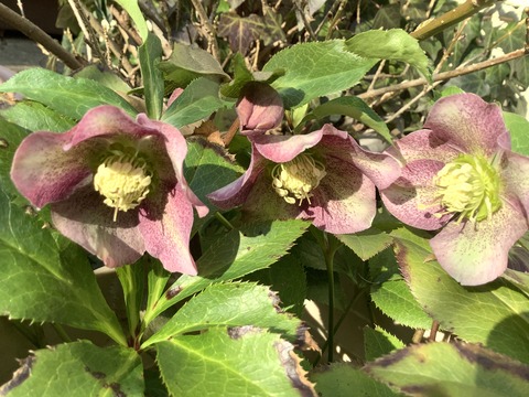 A12E25F1-2C03-4066-8BCF-94D2E01BE8F5