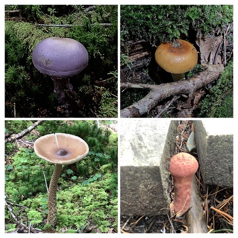 9A8DDBB0-3A54-496C-8ED4-61CC14A132C1-COLLAGE