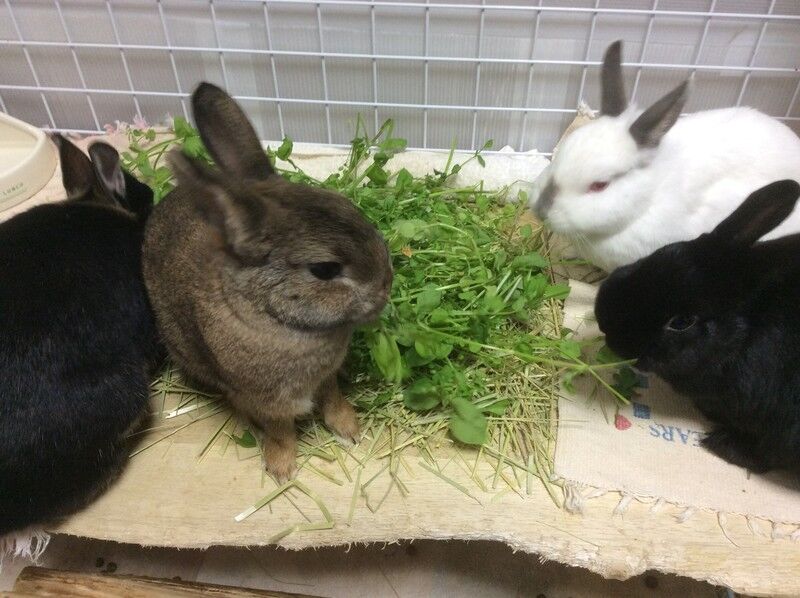 わーい雑草 うさぎたちと野咲百合花 のさきゆりか の閑かな暮らし