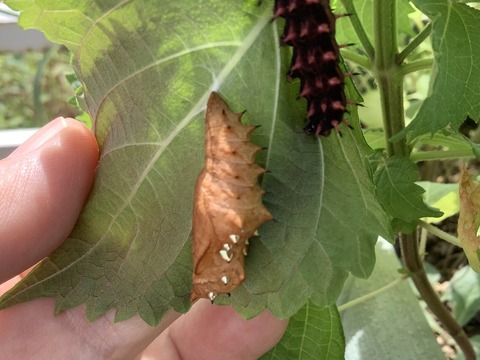 B786EE43-A060-4E61-9086-1B69D801E88A