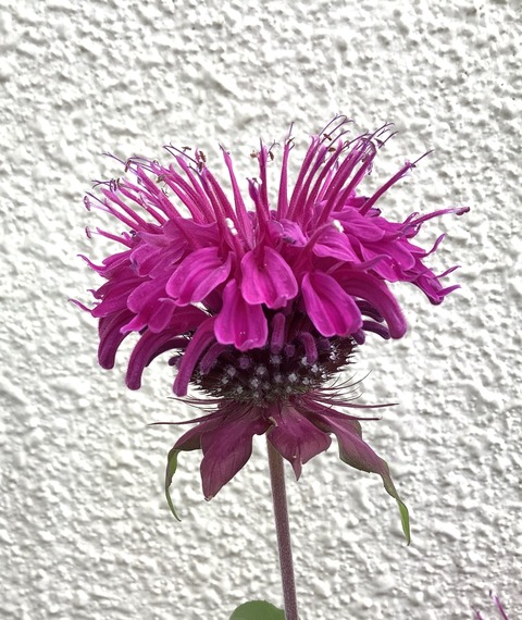 FB1BFC82-1D45-4271-BBC3-26D6B4C3D018