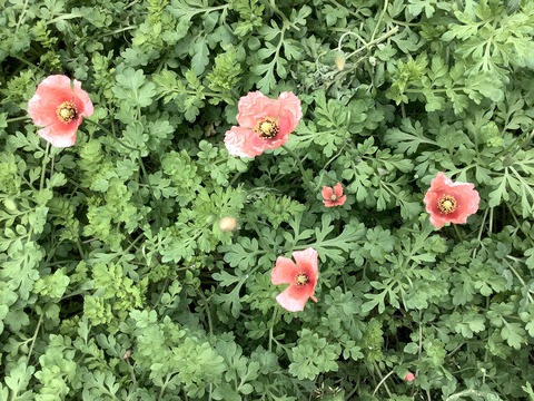 60384DA9-BBF4-457B-BF03-941BA79CE1EF