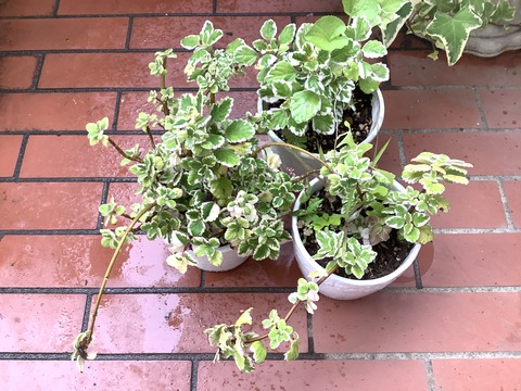 53ADFDDB-8B28-43A7-82B3-51E095AC3F1D