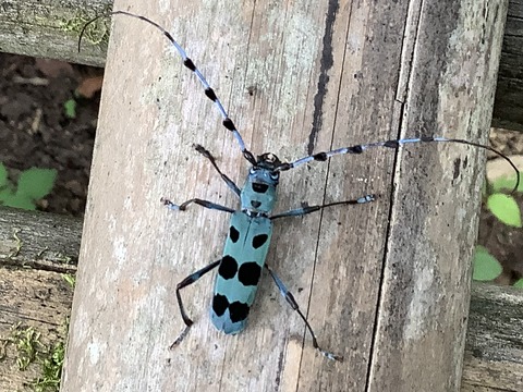 0F0A47EB-57F8-49EB-9901-B85E5633960C