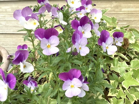 77C8E2F3-271A-4870-ACAE-AC5631804993