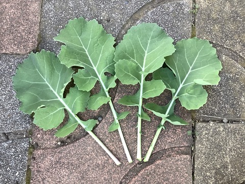 A91A66B0-8EC3-4087-9A6A-6454249E0B27