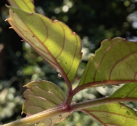 50861335-4FF7-4348-8835-03D671AD9748