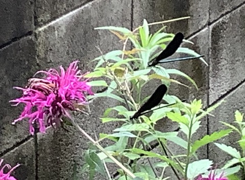 FB7FD4BF-39B4-482E-A57F-4FA2D80DC199