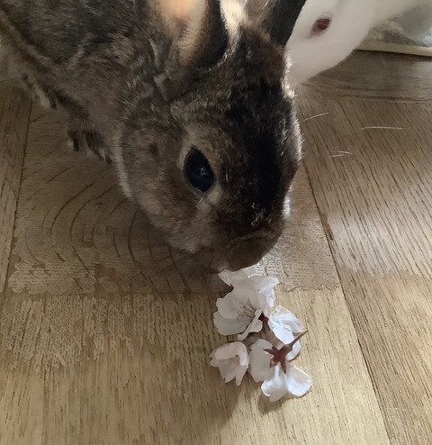 29561FED-5456-461F-A14E-69B83DC045F8