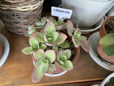 1CEA96EE-5E64-4444-B22C-EACDE0E8CA88