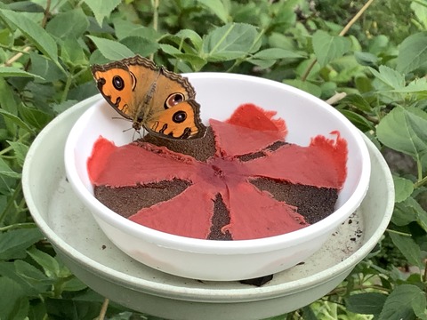 85858FD3-4284-4A4A-BB71-2198338C4112