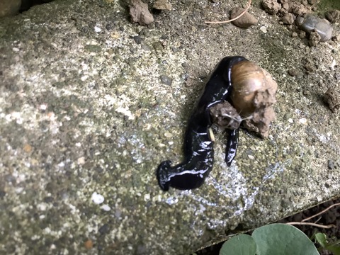 2D87D145-06EA-4A35-8232-42CFE48B5FE3