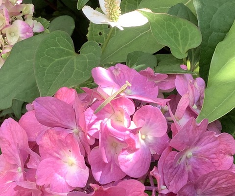 6E1B6A09-D0C2-4196-AE68-77D88FEAD2C3