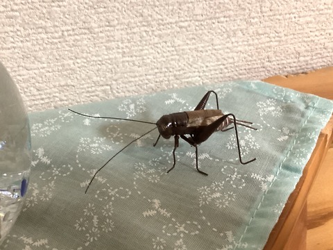 53BB2F14-E1C4-4AFE-AA65-5A11F83B1036