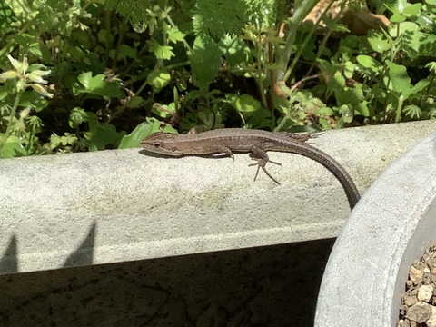 5A3432B4-6B1A-4AE8-ACDB-1061FAD7AE42