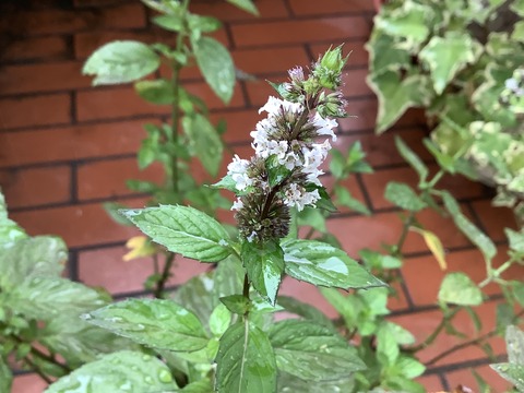 BD0BD91D-3AB6-49BB-BBFE-18B90B6CFB3D