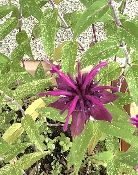 82974139-6B8C-4CF6-AAF1-456D2E00AC7C