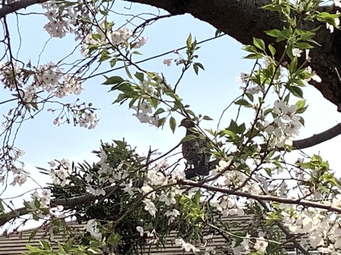 8AF561C2-5590-4411-B43D-A3B8CD191F61