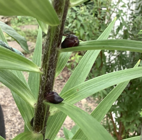 70C748CE-4A02-473C-B428-41462EBF7064