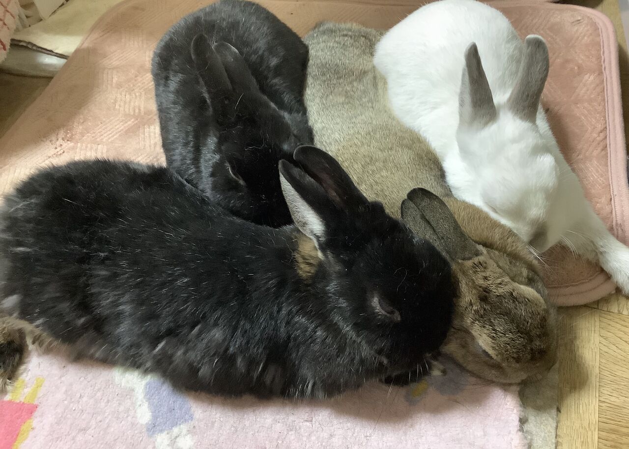 ちょっと聞いて うさぎたちと野咲百合花 のさきゆりか の閑かな暮らし ちょっと聞いて うさぎたちと野咲百合花 のさきゆりか の閑かな暮らし