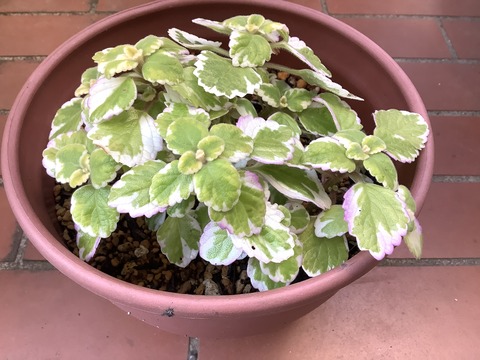 7034798F-4D18-4F4F-8E64-EF9107E97EAA