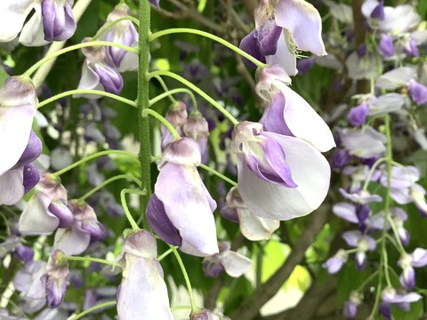 4A231FAC-9398-492F-804F-68A3402A70CE