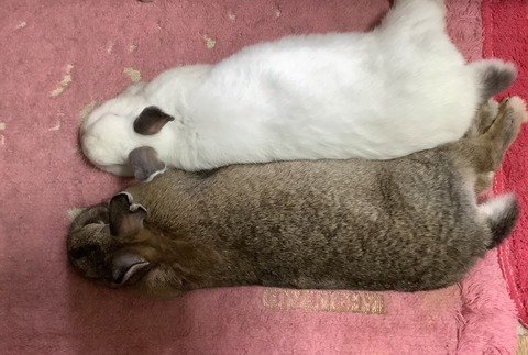 0332A429-33E4-412E-9459-472DE4C78E58