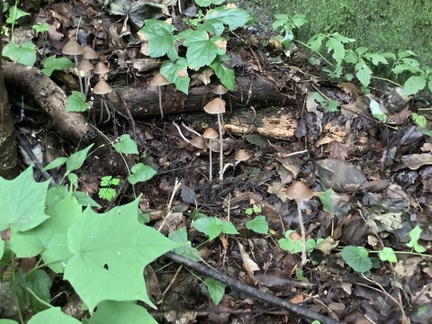 0F5491A4-EE94-4EDB-8756-CA2709F838EF