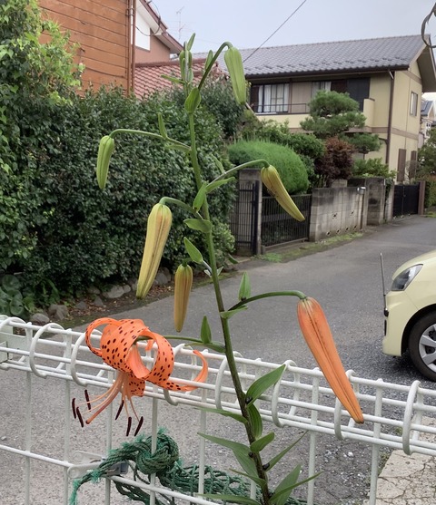 4A21A774-01B7-416D-A8A8-DA1CAB6CE4E0