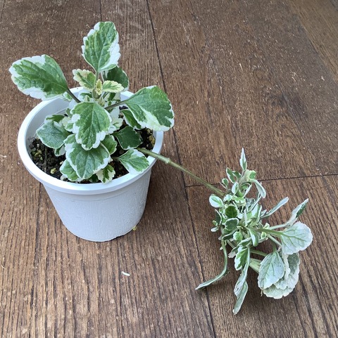 0D43CEBF-3C56-48B3-BE3D-3F52773FAF37