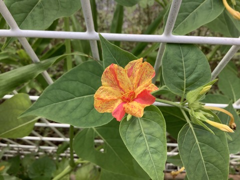 21E4D21F-7275-4EFB-8646-3C81733872EB