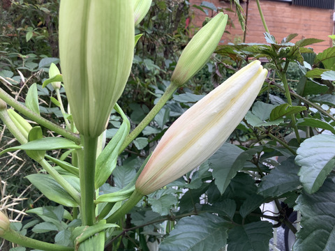 675D383E-6D72-4049-9978-7DF51CE374B0